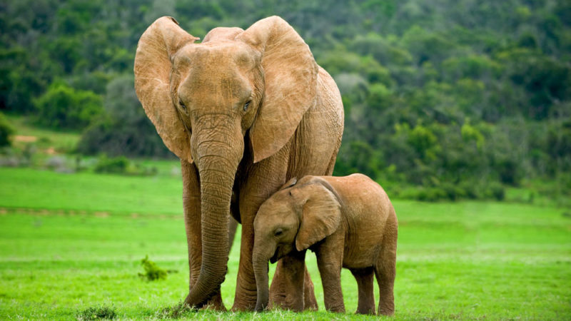 wildlife2