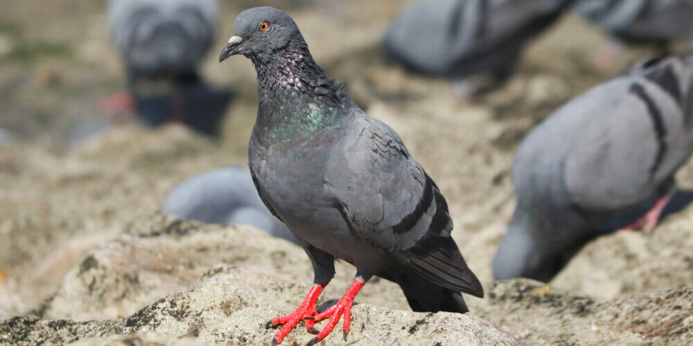 Closeup shot of a pigeon on the grou