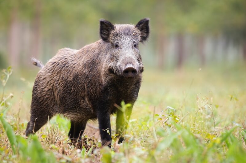 Beyond the Forest_How Wild Boars Shape Agriculture and Culture in Thailand